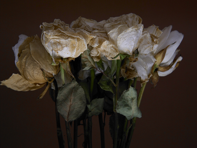 natura morta - www.domenechfineartphotography.com